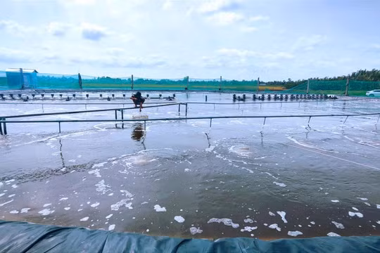Cà Mau: Bức tranh kinh tế duy trì đà tăng trưởng trên nhiều lĩnh vực