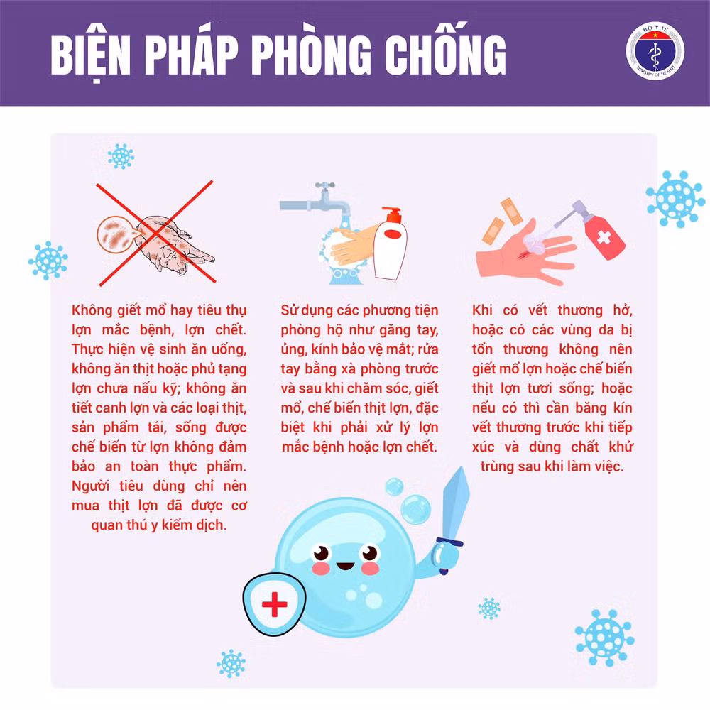 Liên cầu lợn 4