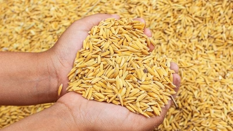 Giá lúa gạo hôm nay 8/10/2022: Tiếp tục duy trì ở mức ổn định