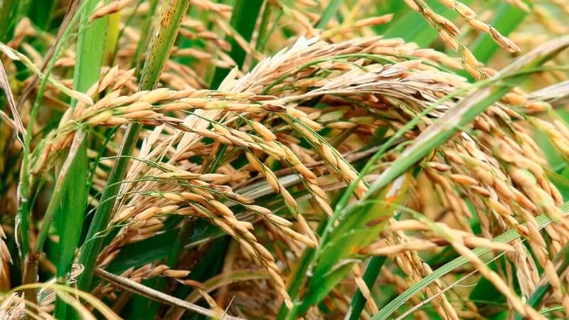 Giá lúa gạo hôm nay 7/8 thị trường trong nước giảm nhẹ 100 đồng với một số loại gạo