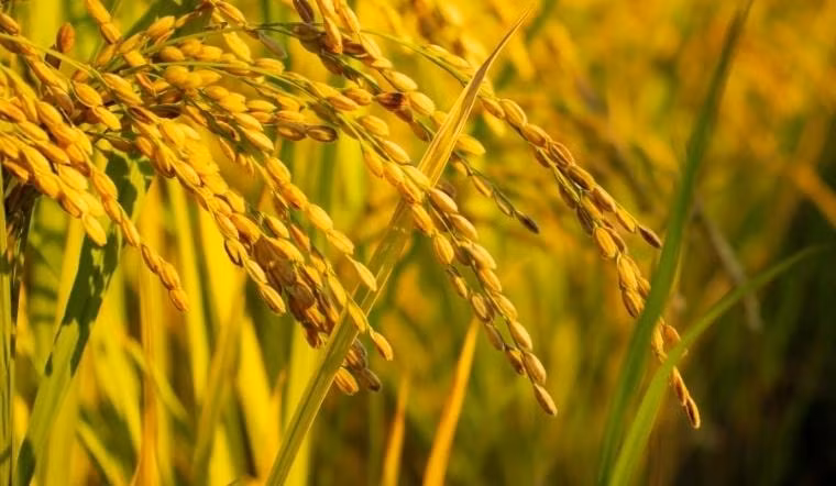 Giá lúa gạo hôm nay 06/8/2022: Đi ngang trong ngày cuối tuần
