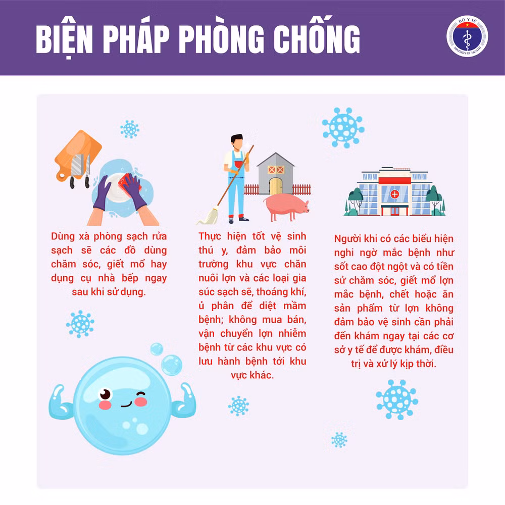 Liên cầu lợn 5
