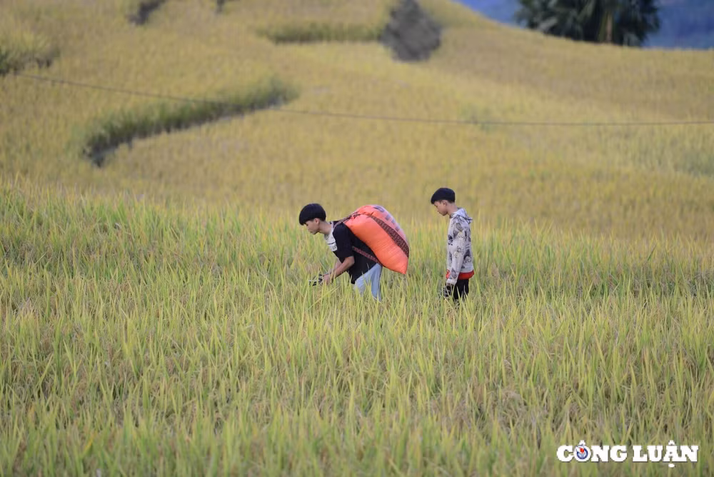 me dam thu vang tren nhung thua ruong bac thang o xa phin tinh ha giang hinh 8