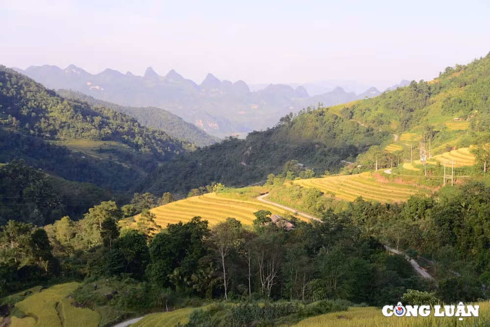 me dam thu vang tren nhung thua ruong bac thang o xa phin tinh ha giang hinh 10