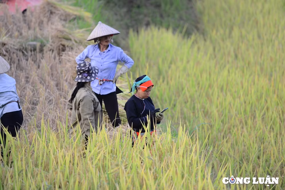 me dam thu vang tren nhung thua ruong bac thang o xa phin tinh ha giang hinh 5