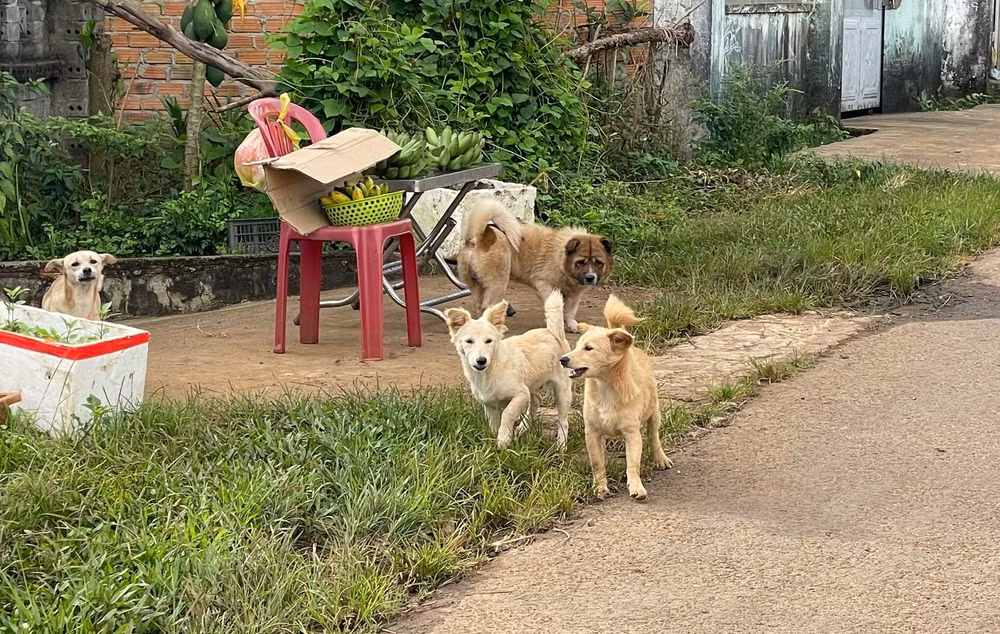 gia lai khong tiem vac xin khi bi cho nha hang xom can nguoi dan ong len con dai tu vong hinh 1