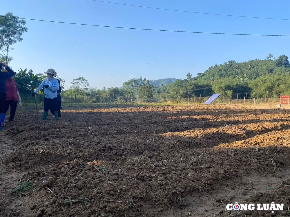 ha noi gia rau van dat do nong dan no luc hoi sinh rau mau sau bao hinh 2