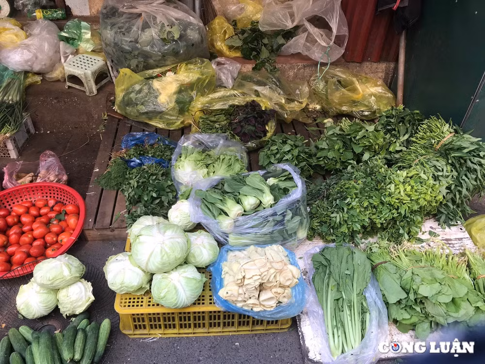 ha noi gia rau van dat do nong dan no luc hoi sinh rau mau sau bao hinh 1