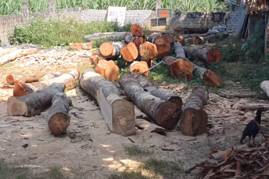 Đang làm rõ vụ khai thác gỗ Lim ở huyện Bá Thước