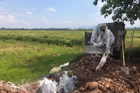 Phú Thọ: Quyết liệt phòng chống dịch tả lợn châu Phi