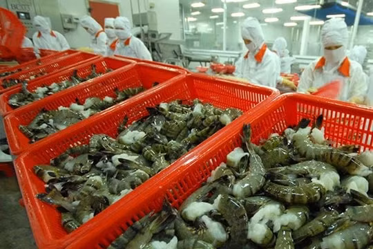 Làm rõ thông tin một doanh nghiệp thủy sản Việt bị cáo buộc lẩn tránh thuế tại Hoa Kỳ