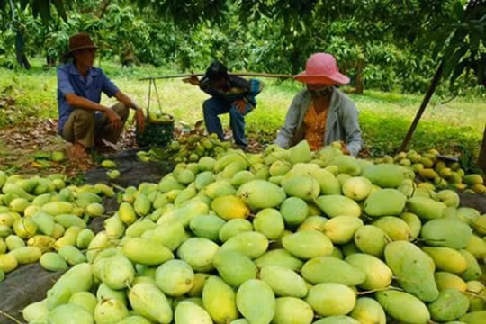 EU thay đổi quy định về kiểm dịch thực vật đối với nông sản nhập khẩu