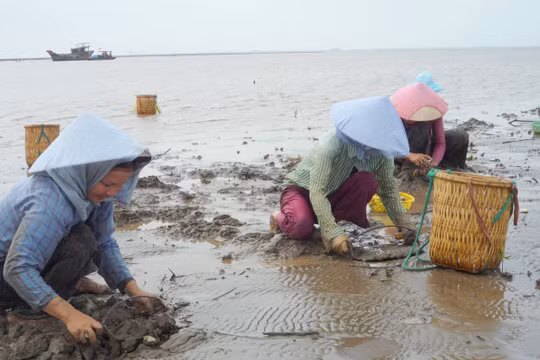Nghêu chết hàng loạt ở Bến Tre là do sốc nhiệt