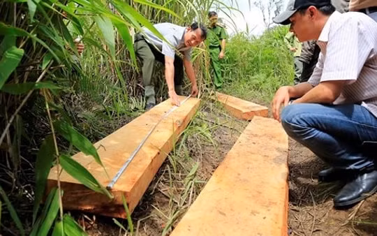 Khai thác rừng trái pháp luật có thể bị phạt đến 1 tỷ đồng