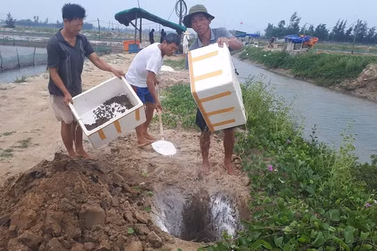 Hà Tĩnh: Ốc hương chết hàng loạt, người nuôi mất tiền tỷ