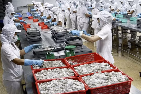 Xuất khẩu mực, bạch tuộc sang thị trường Hàn Quốc tăng trưởng mạnh