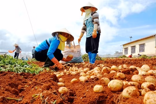 Dán tem chống giả cho khoai tây Đà Lạt