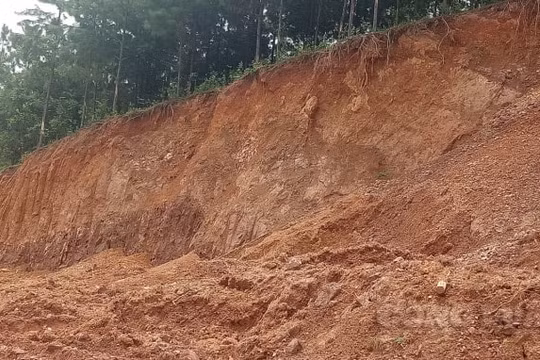 Quảng Ninh: Lợi dụng mở đường để khai thác tài nguyên, xâm lấn rừng trái phép?