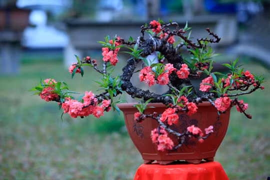 Đào bonsai giá 5 triệu đồng 'ra' phố đón Tết Kỷ Hợi 2019