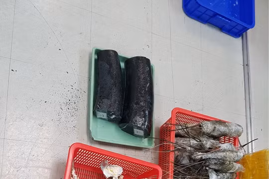 Ngà voi đội lốt tôm hùm qua đường hàng không