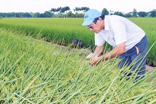 Chờ gạo tím ông Cua