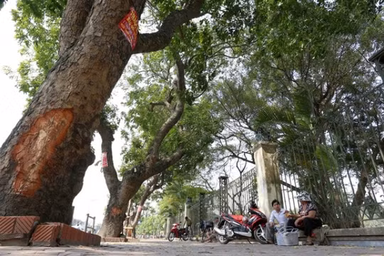 Hà Nội: Nhiều cây cổ thụ bị sâu, mục có nguy cơ đổ gãy do mưa bão
