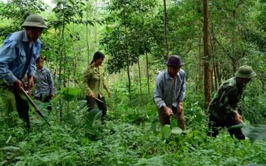 Hỗ trợ bổ sung gạo cho công tác bảo vệ rừng tỉnh Nghệ An