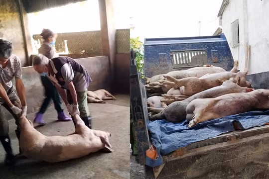 Hà Tĩnh: Thu hồi giấy phép hành nghề cán bộ thú y lơ là chống dịch tả lợn Châu Phi