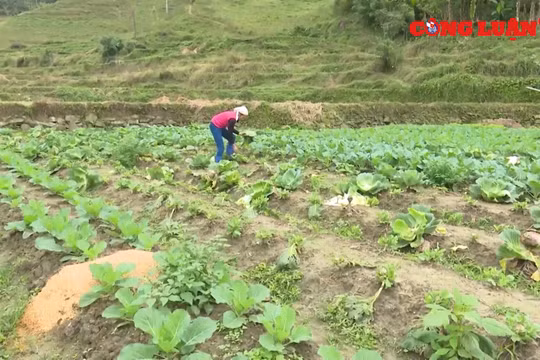 Bắc Kạn: Nhiều mô hình Hợp tác xã kiểu mới hoạt động chưa hiệu quả