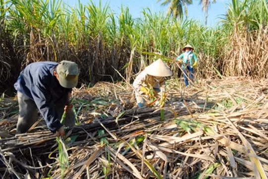 Người dân Hậu Giang tự tìm “đầu ra” cho cây mía