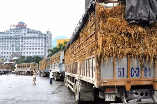 Các DN trong nước khi giao dịch, kinh doanh tại thị trường Trung Quốc cần thông qua hệ thống các thương vụ