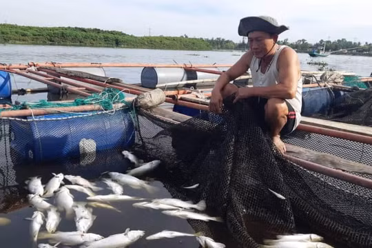 Gần 100 tấn cá nuôi lồng bè chết trắng tại Hà Tĩnh do biến động đột ngột của độ mặn