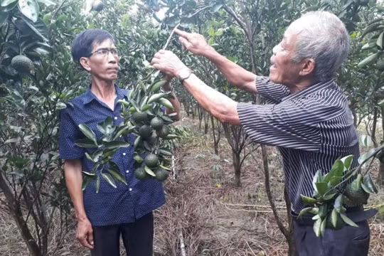 U Minh đẩy mạnh việc triển khai “mỗi xã một sản phẩm”