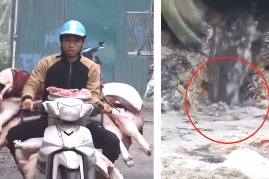 Tiêu điểm: Báo động tình trạng ô nhiễm tại các lò giết mổ gia súc dịp cận Tết
