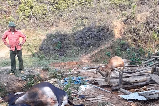Bắc Kạn: Nhiều trâu, bò chết nghi do ngộ độc hóa chất