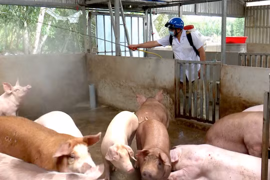Cà Mau chi hơn 40 tỷ đồng cho công tác phòng chống dịch tả lợn châu Phi