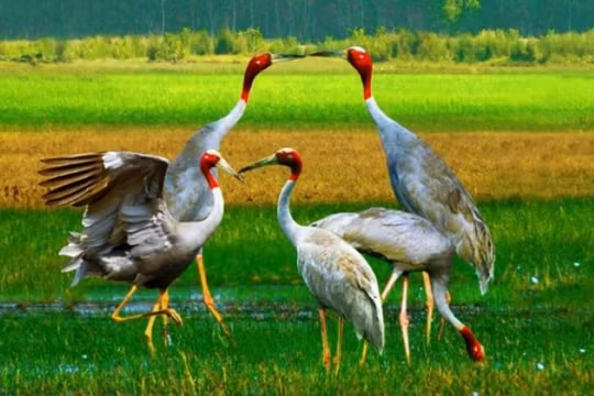 Phục hồi sinh cảnh Sếu đầu đỏ tại Vườn Quốc gia Tràm Chim