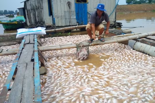 Phó Thủ tướng Thường trực chỉ đạo xử lý triệt để vụ cá chết trên sông La Ngà, Đồng Nai