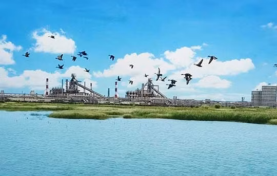 FHS Hà Tĩnh trồng 50.000 cây xanh che phủ 137 ha khuôn viên nhà máy