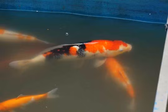 Đàn cá Koi Nhật Bản được thả xuống sông Tô Lịch bây giờ ra sao?