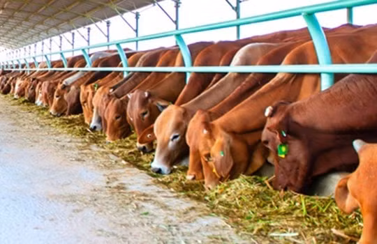 Thay đổi căn bản để ngành chăn nuôi gia súc ăn cỏ phát triển mạnh
