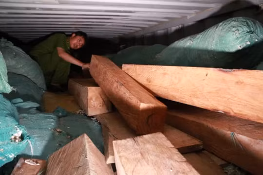 Bắt giữ gỗ quý xuất xứ Ấn Độ trị giá 10 tỷ đồng