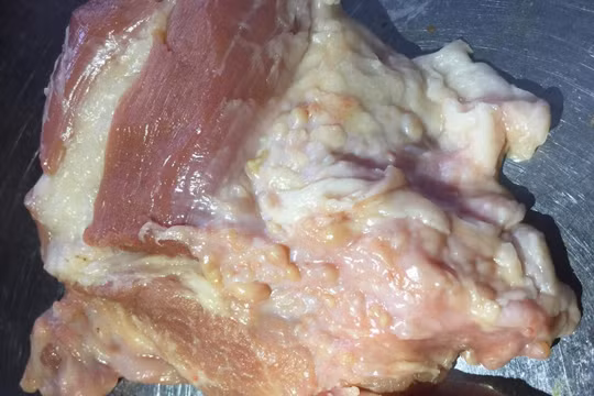 Lào Cai: Phát hiện gần 300kg thịt lợn nghi nhiễm sán gạo chuẩn bị được chế biến làm thức ăn cho học sinh