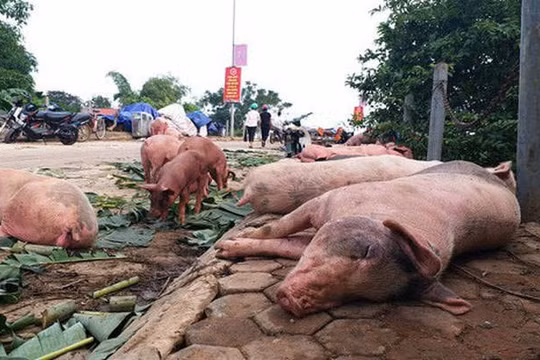 Hà Nội: Xử lý nghiêm cán bộ thiếu trách nhiệm để dịch tả lợn Châu Phi lây lan diện rộng