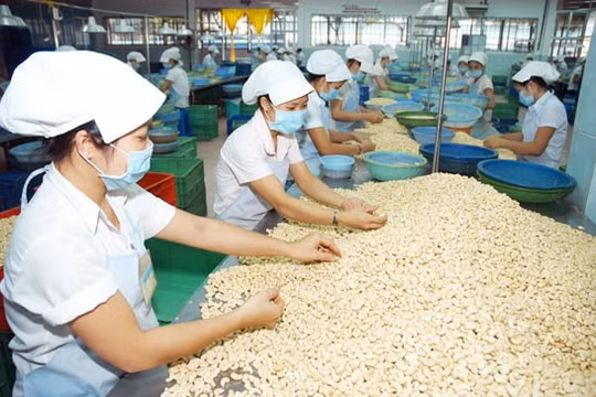 Xuất khẩu hạt điều tăng trưởng mạnh
