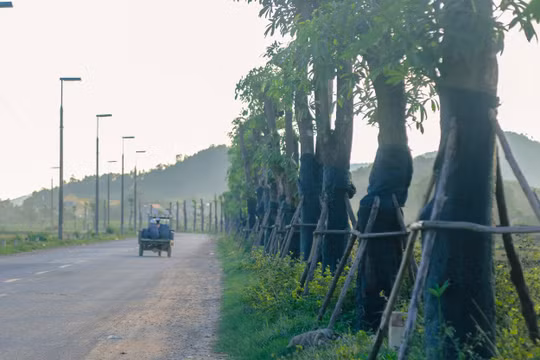 Hàng trăm cây hoa sữa được chuyển từ Hồ Tây lên bãi rác Nam Sơn bây giờ thế nào?
