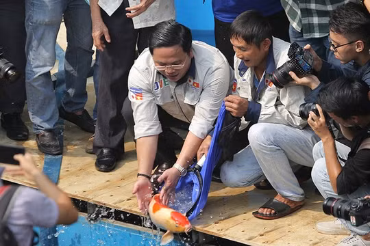 Chuyên gia thả hàng trăm con cá Koi xuống sông Tô Lịch và Hồ Tây