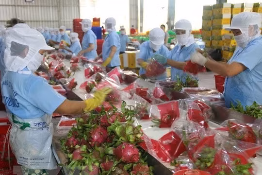 Xuất khẩu rau quả hướng tới mục tiêu 5 tỷ USD