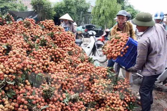 Giá vải quả dự báo niên vụ 2019 tại thị trường nội địa Trung Quốc sẽ cao