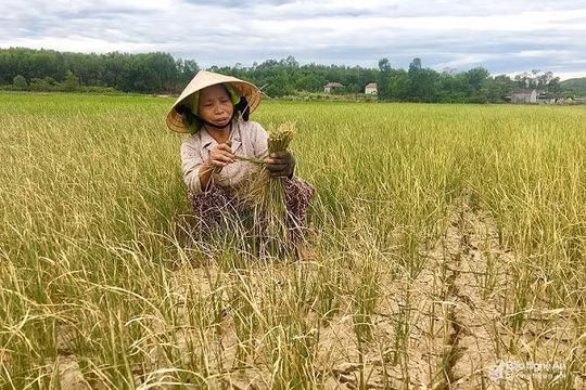 Nghệ An: Tập trung ứng phó với hạn hán, xâm nhập mặn